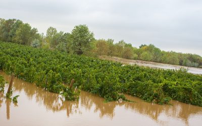 Vendanges in extremis suite aux inondations de l’Hérault à Pézenas